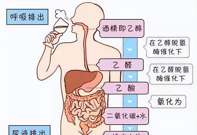 Kaiyun（中国体育）：湖南女孩刘静喝酒就像喝水被称为“现代酒神”检查结果如何(图16)