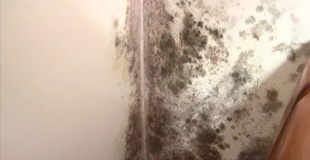 佛山一街坊与霉菌“同住”十年！疑邻居墙面渗水导致对方回应：着实有心无力(图5)