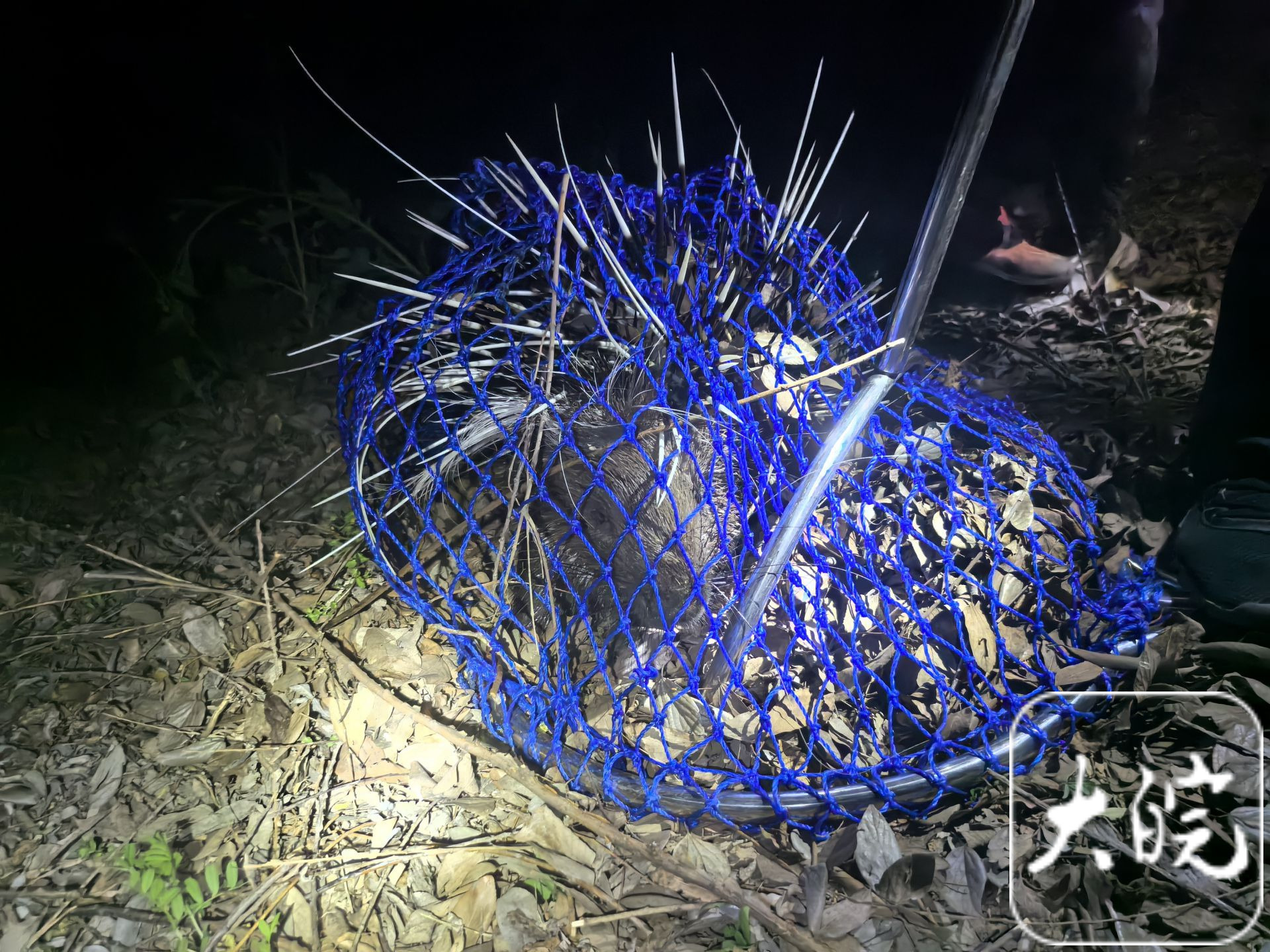 野生豪猪夜闯民宅民警三小时智斗“不速之客”(图1)