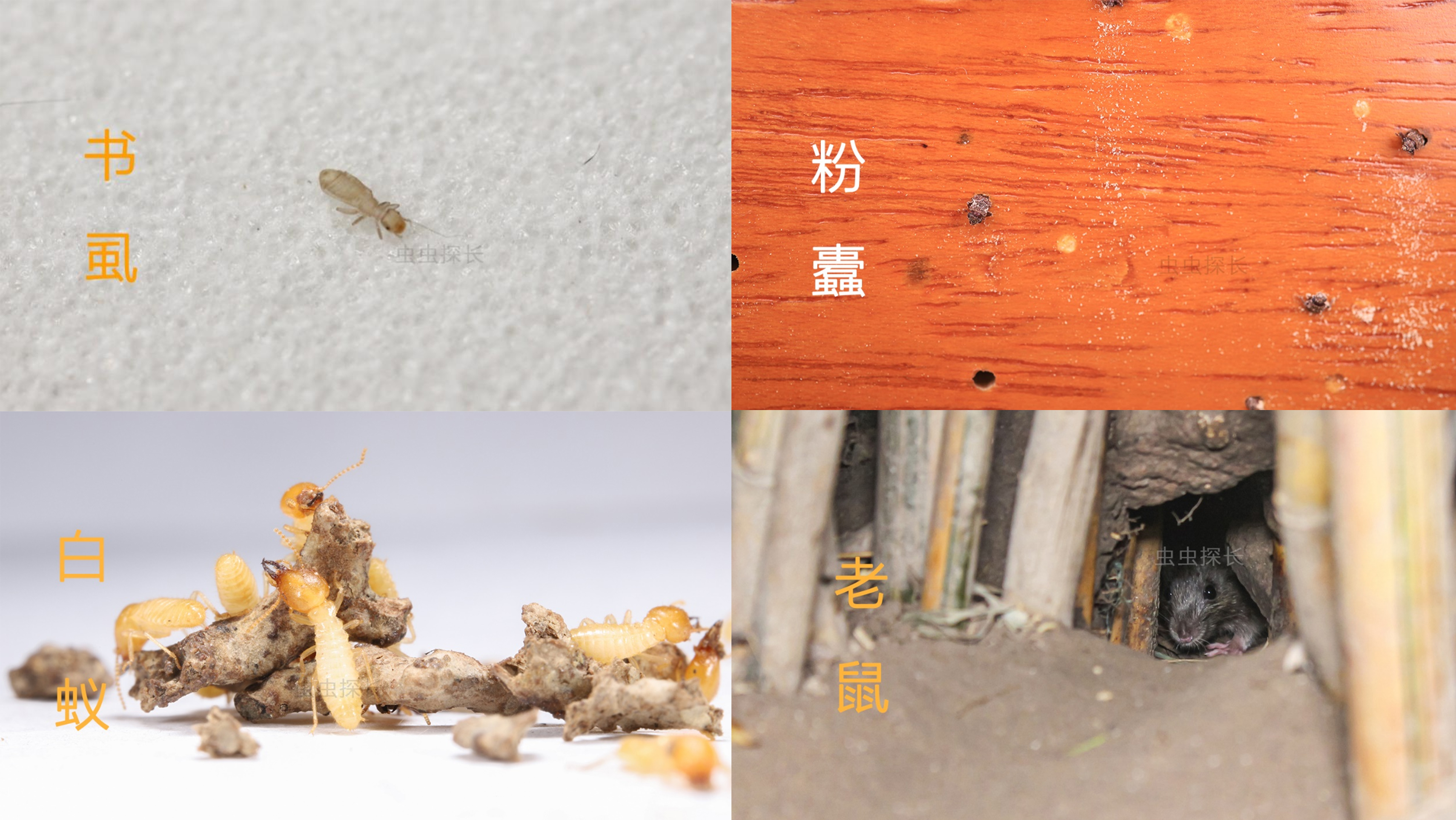 世界害虫日get这3个家庭防虫技能(图2)