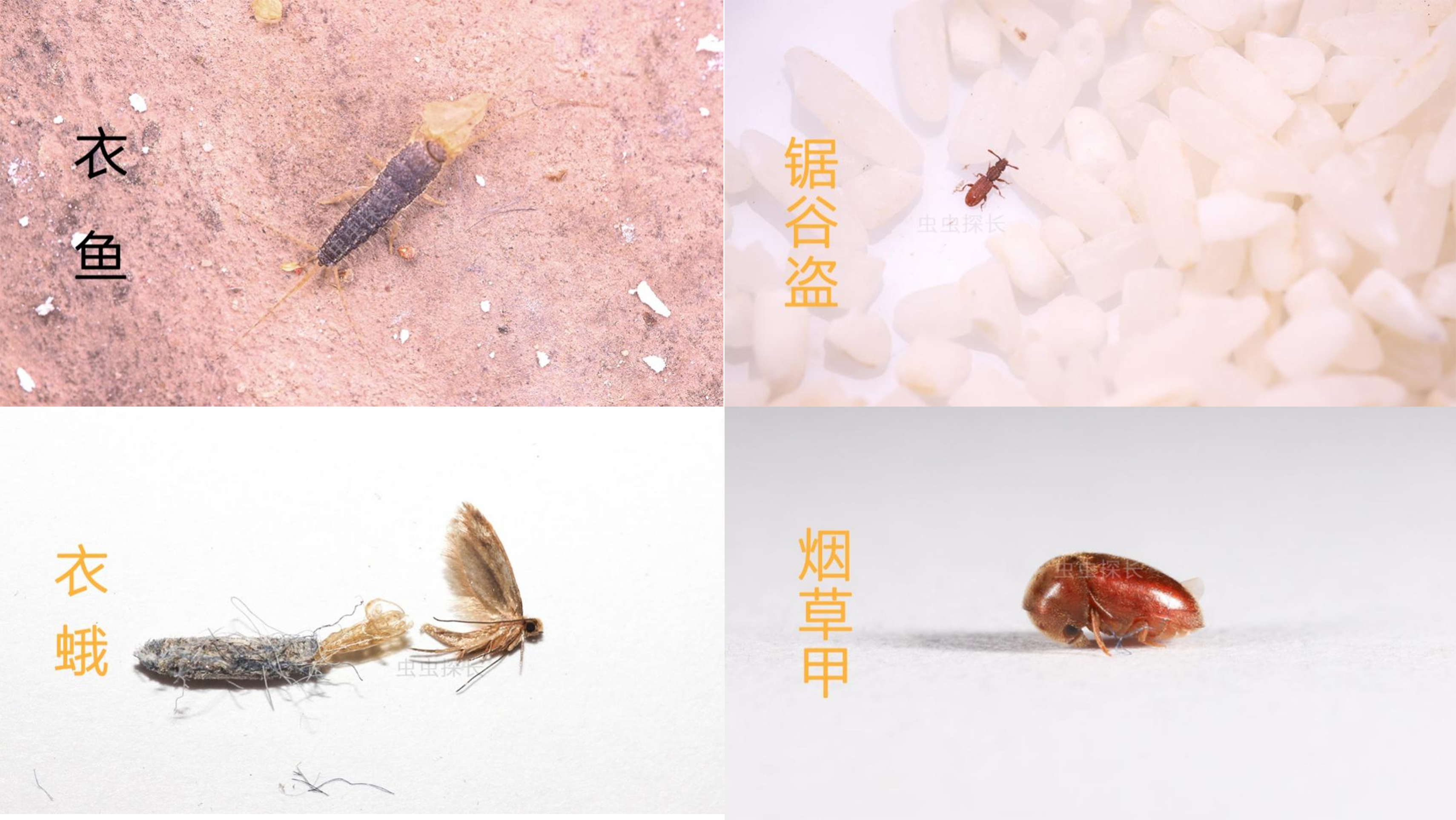 世界害虫日get这3个家庭防虫技能(图1)