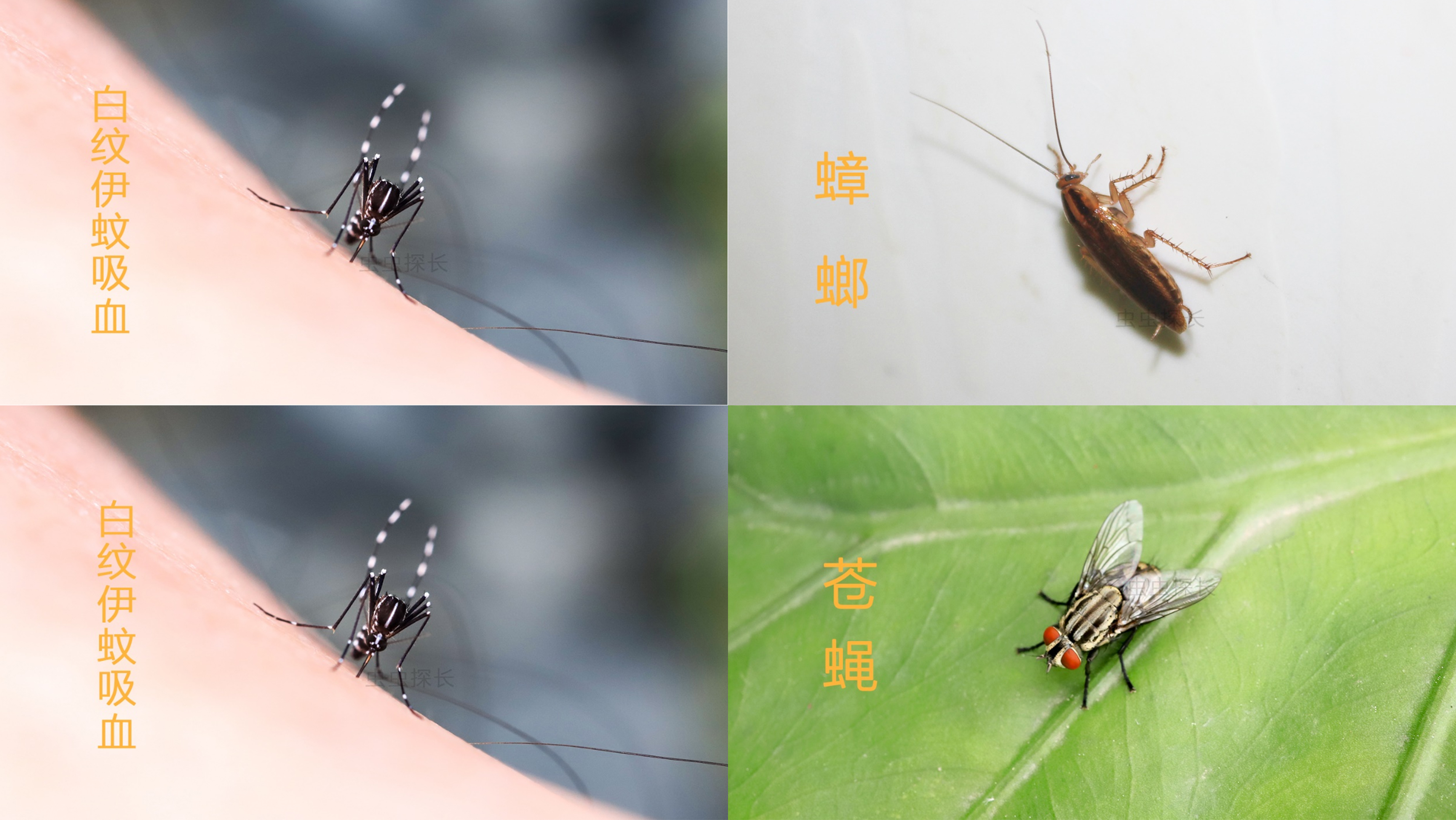 世界害虫日get这3个家庭防虫技能(图3)
