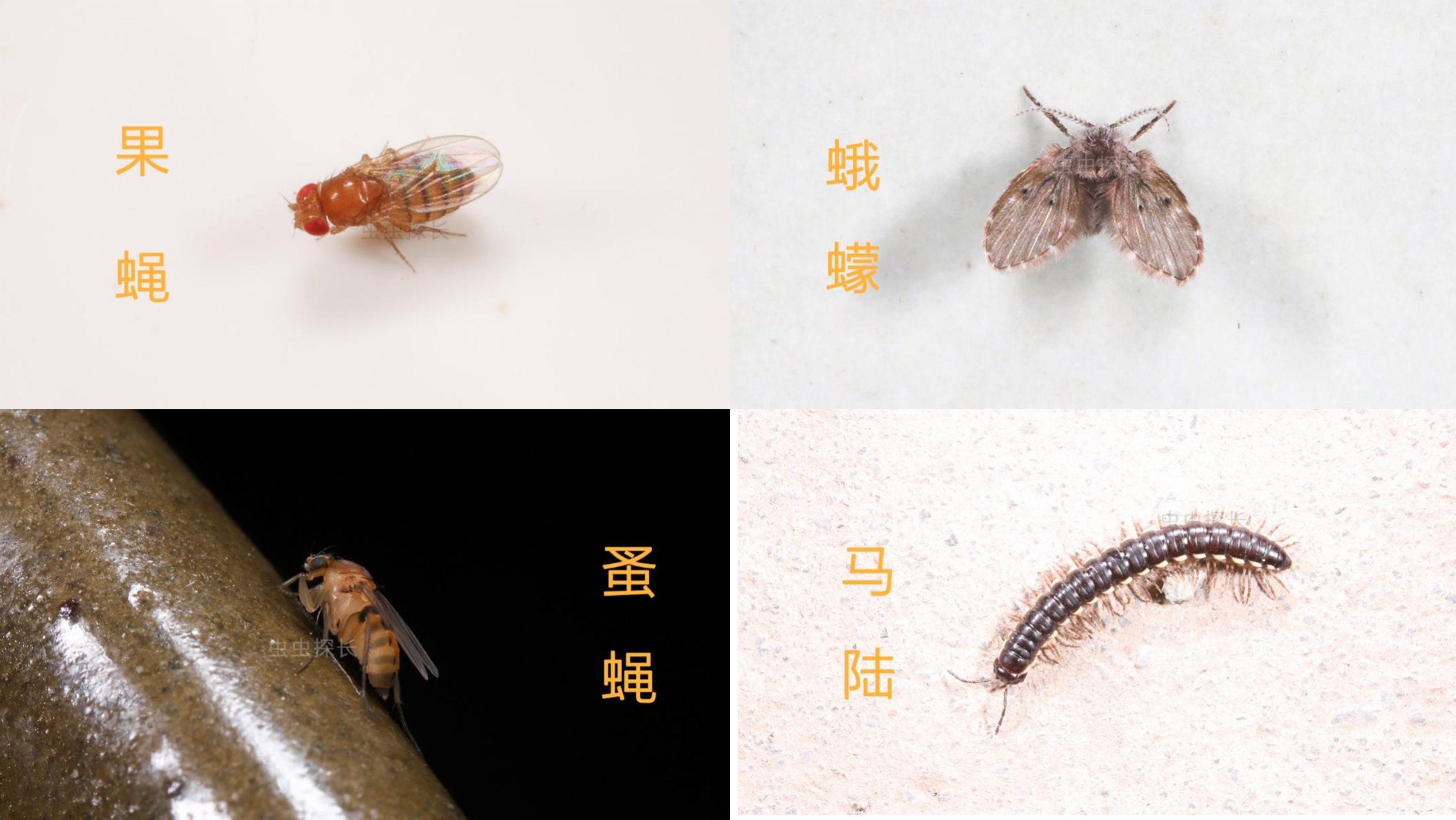 世界害虫日get这3个家庭防虫技能(图4)