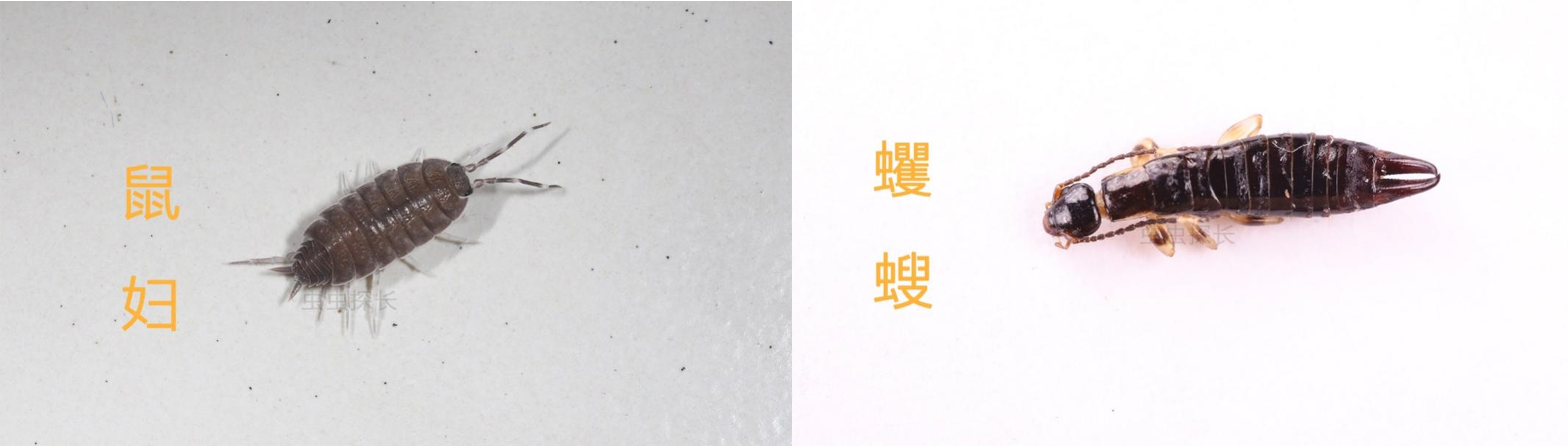 世界害虫日get这3个家庭防虫技能(图6)