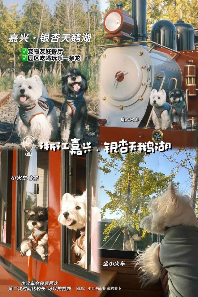 Kaiyun（中国体育）：在徽派建筑拍古风合照、与毛孩子一同品味江南韵味这里有一份“五一”上海携宠出行攻略(图5)