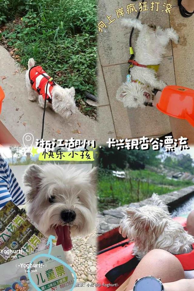 Kaiyun（中国体育）：在徽派建筑拍古风合照、与毛孩子一同品味江南韵味这里有一份“五一”上海携宠出行攻略(图7)