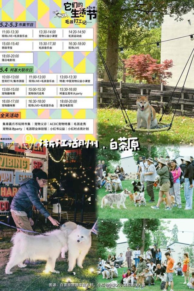 Kaiyun（中国体育）：在徽派建筑拍古风合照、与毛孩子一同品味江南韵味这里有一份“五一”上海携宠出行攻略(图6)