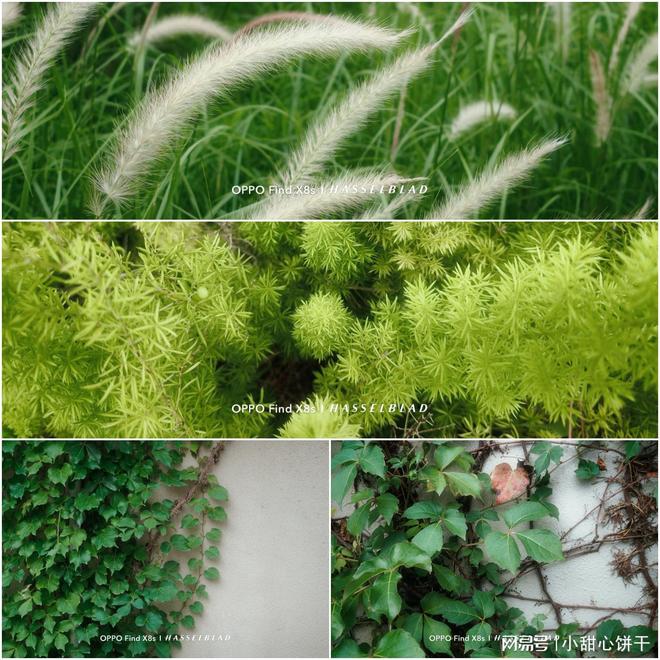 人像直出哪家强？FindX8s对比iPhoneX200s结果很明显！(图7)