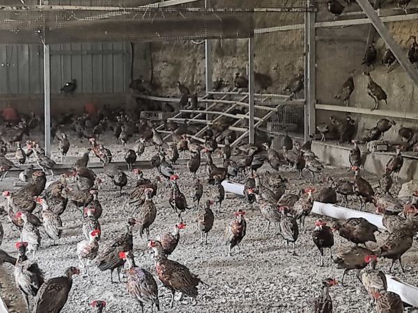 巫山平河乡：乡村振兴跑出“加速度”(图2)