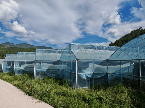 巫山平河乡：乡村振兴跑出“加速度”(图1)