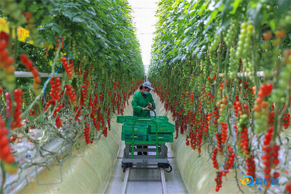 奏响乡村振兴交响曲——东营市农业农村工作交出亮眼答卷(图1)