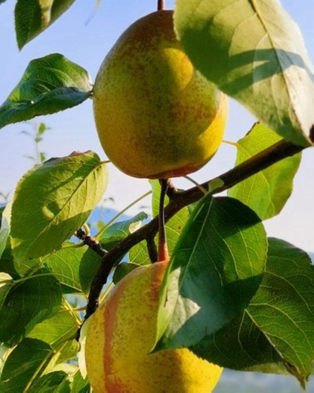 Kaiyun体育网站:村美人和宜居宜业(图7)