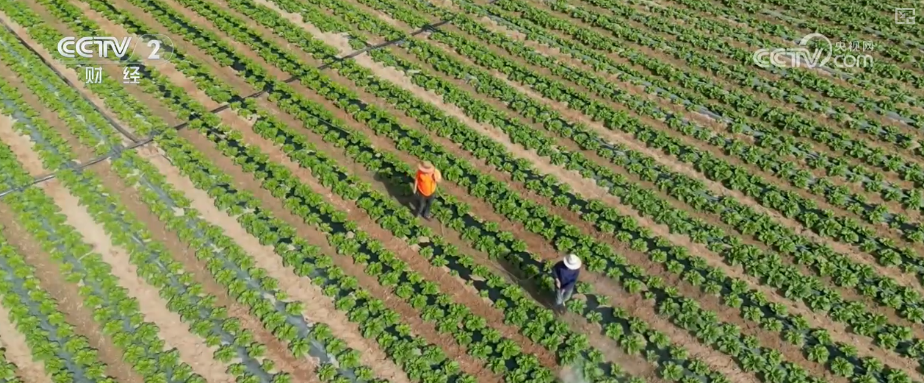 既是田间喜讯更是民生福祉提升多视角看农民生活变迁感受乡村振兴新图景(图1)