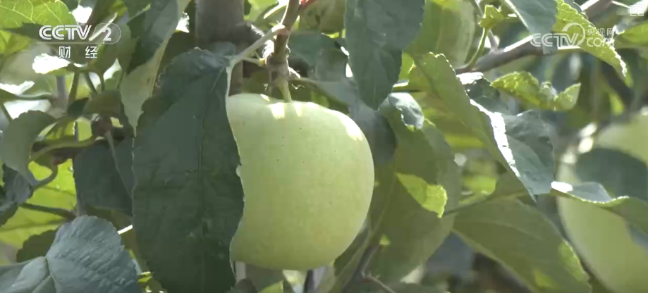 既是田间喜讯更是民生福祉提升多视角看农民生活变迁感受乡村振兴新图景(图8)