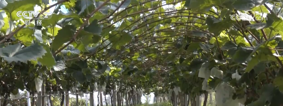 既是田间喜讯更是民生福祉提升多视角看农民生活变迁感受乡村振兴新图景(图12)