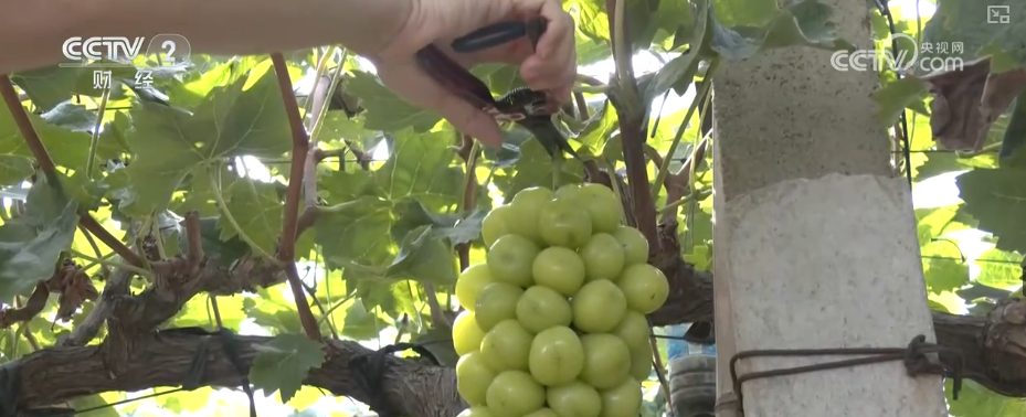 既是田间喜讯更是民生福祉提升多视角看农民生活变迁感受乡村振兴新图景(图13)