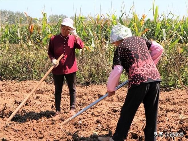 农民的好日子来了！5年规划解决3大难题挣钱不用离家乡就能翻身(图9)