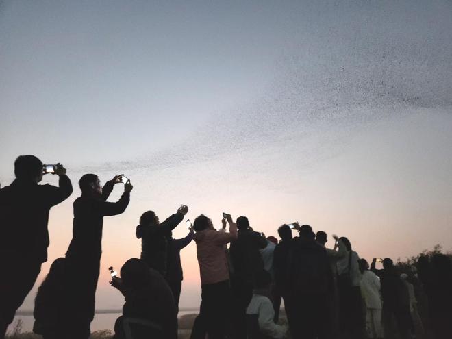 Kaiyun体育网站：无人机扰鸟引关注东营出台“禁飞令”守护候鸟安全(图1)