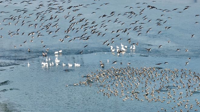Kaiyun(中国体育):“鸟浪”奇观引客来(图1)