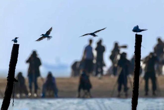 Kaiyun(中国体育):“鸟浪”奇观引客来(图4)