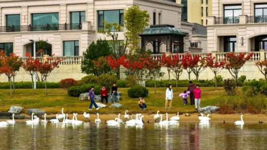 Kaiyun体育网站：喂海鸥、追天鹅、看“鸟浪”山东“观鸟游”治愈力MAX(图2)