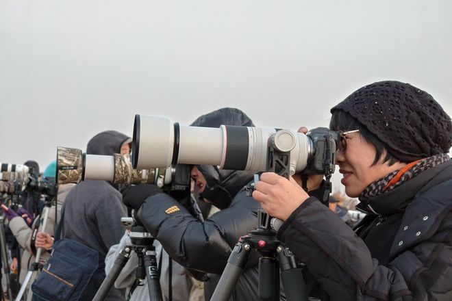 300余名摄影师聚焦黄河口鸟浪(图1)