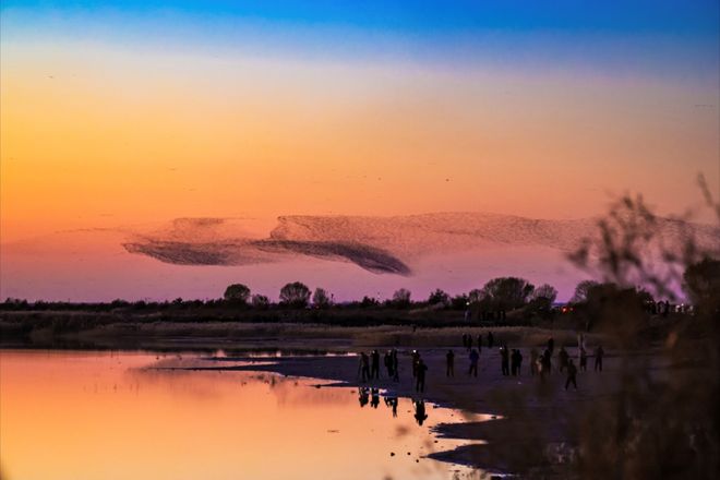 300余名摄影师聚焦黄河口鸟浪(图5)