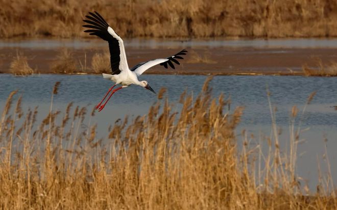 300余名摄影师聚焦黄河口鸟浪(图3)
