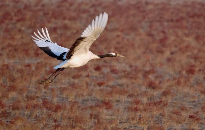 300余名摄影师聚焦黄河口鸟浪(图4)