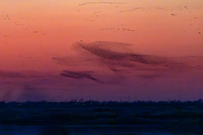 300余名摄影师聚焦黄河口鸟浪(图6)