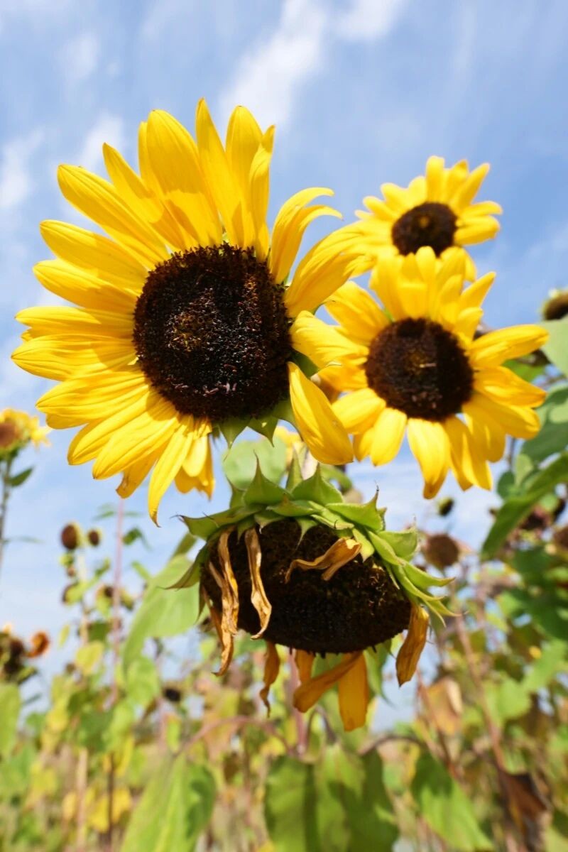 我们的“十四五”｜土右旗交出生态民生双优答卷(图1)