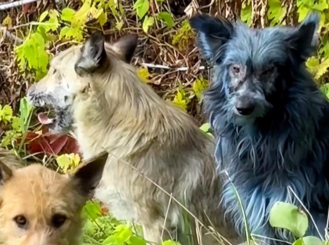 切尔诺贝利核电站惊现“生化蓝狗”真相曝光:“它们在有蓝色清洁剂的移动厕所里打滚”(图2)