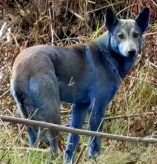 切尔诺贝利核电站惊现“生化蓝狗”真相曝光:“它们在有蓝色清洁剂的移动厕所里打滚”(图1)