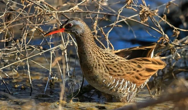 Kaiyun（中国体育）：霸屏！白尾海雕再回平谷“老家”！今冬观鸟“天花板”在这→(图2)