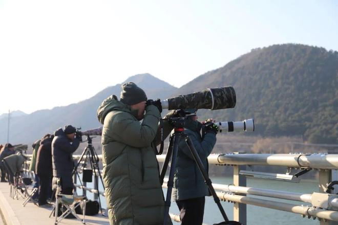 Kaiyun（中国体育）：霸屏！白尾海雕再回平谷“老家”！今冬观鸟“天花板”在这→(图5)