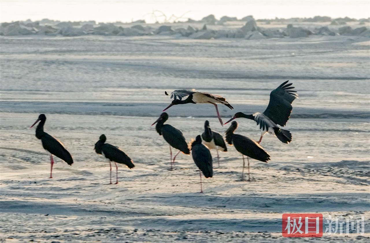 “鸟中大熊猫”黑鹳连续12年做客武汉天兴洲(图2)