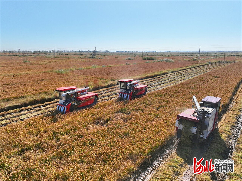 新闻纵深｜“十四五”微记忆④：盐碱地上的新农人(图1)