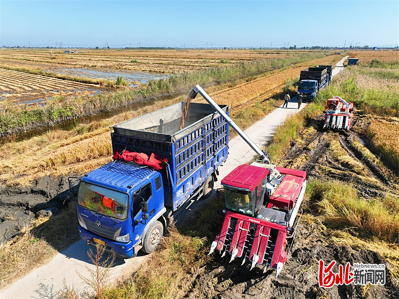 新闻纵深｜“十四五”微记忆④：盐碱地上的新农人(图4)