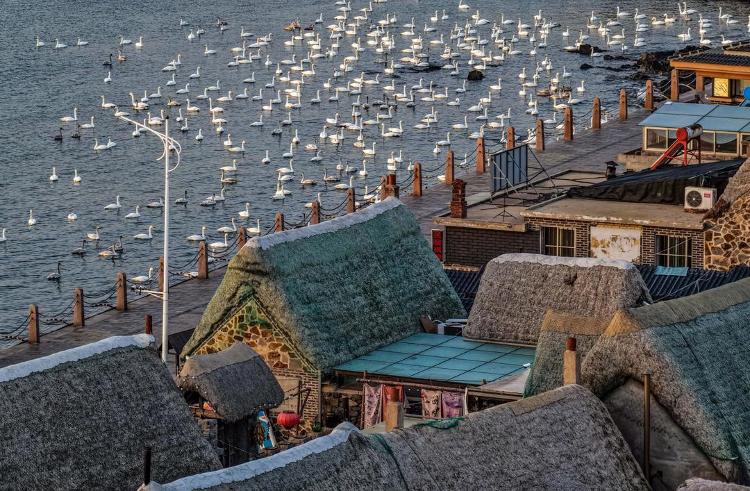 Kaiyun体育网站:一只鸟如何改变一个省的冬天:山东“观鸟经济”如何点绿成金?(图1)