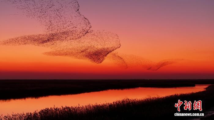 Kaiyun体育网站:一只鸟如何改变一个省的冬天:山东“观鸟经济”如何点绿成金?(图2)