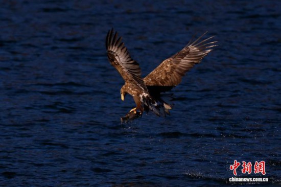 北京平谷连续监测到白尾海雕“神奇动物”频现催生观鸟经济(图1)