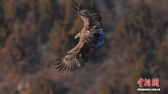 北京平谷连续监测到白尾海雕“神奇动物”频现催生观鸟经济(图2)
