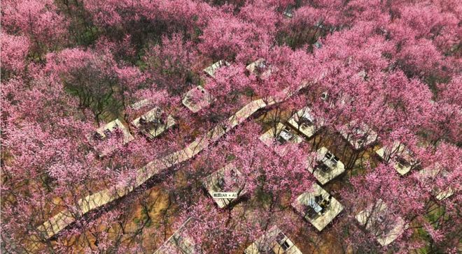 300亩梅花次第开邀您共赴“梅”好新春(图2)