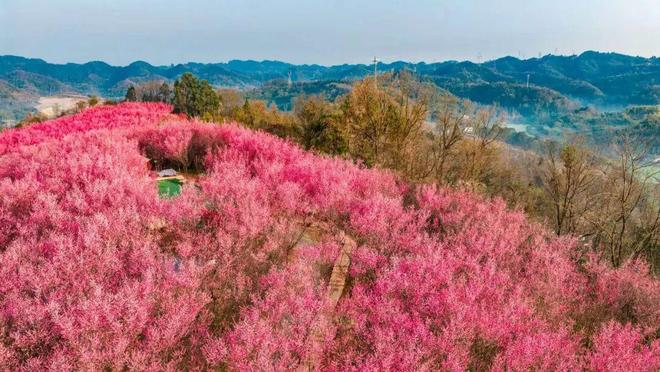 300亩梅花次第开邀您共赴“梅”好新春(图1)