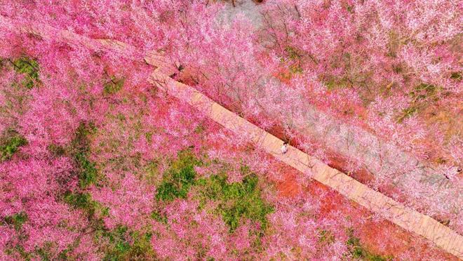 300亩梅花次第开邀您共赴“梅”好新春(图6)