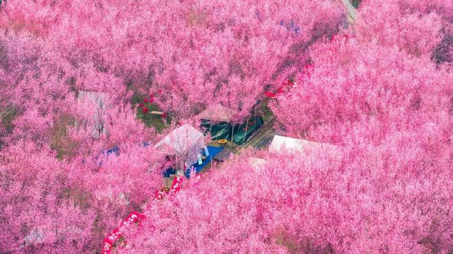 300亩梅花次第开邀您共赴“梅”好新春(图7)