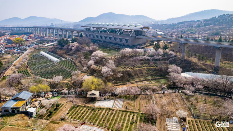 Kaiyun体育网站：3月以来客流上涨近7成！“青岛最美地铁线”再次成为“春日顶流”(图1)